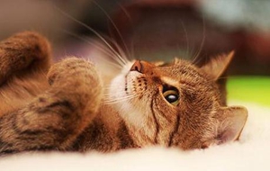 幼猫粮与成年猫粮有什么区别 二者区别介绍